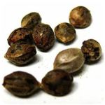 Семена марихуаны АК-47  (Seeds AK-47) в Нюрбе